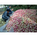 red gala apples chinese gala apples